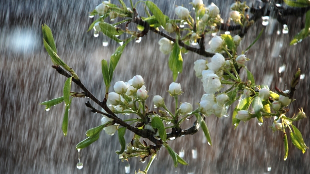Anunț de la meteorologi / Zile cu temperaturi foarte mari, după care vin ploile - treebranchrain23387300-1491120283.jpg