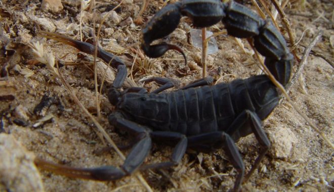 Sute de persoane au fost rănite după ce au fost atacate de scorpioni - treioameniaumurit-1636989606.jpg