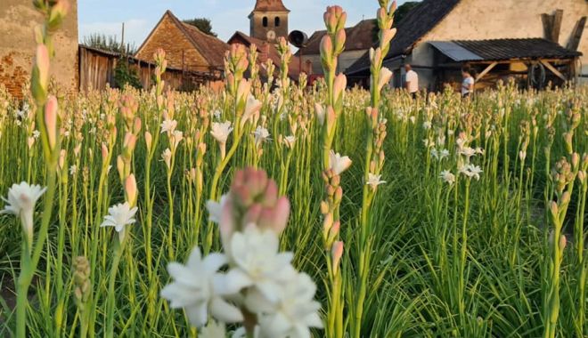România va avea prima floare protejată la nivel European - tuberoze2ar1l-1627214664.jpg