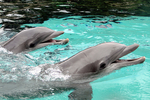 Cum să adopți un delfin cu 100 de lei - tumblrljmbvvvmud1qhw3pio1500larg-1344337589.jpg