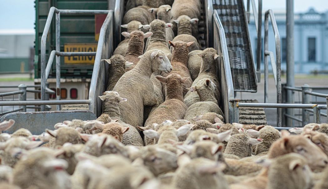 Tunisia, o nouă oportunitate de export pentru fermierii români