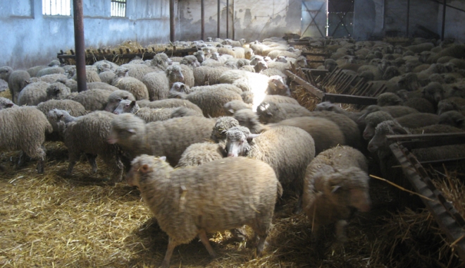 Tunsul oilor e mai scump decât prețul lânii - tunsuloilor3-1461342228.jpg