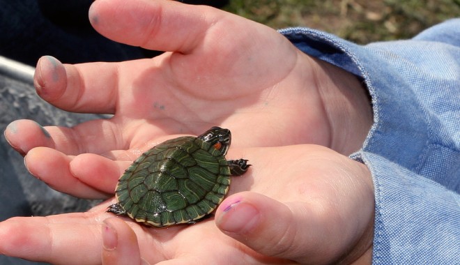 Lanțul slăbiciunilor - turtle-1325197733.jpg