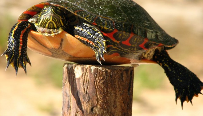 Mic tratat de politică modernă - turtleontopofastick-1323001056.jpg