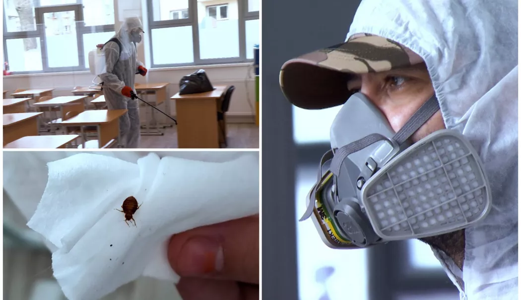 Probleme sanitare în școli. Ploșnițele și gândacii trimit elevii la cursuri online - u19l5qb7jln3o-1772815580.webp