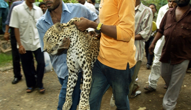 Tragedie! O fată  de 12 ani, ucisă  de leopard chiar  în fața mamei sale - ucisadeleopard-1499344359.jpg