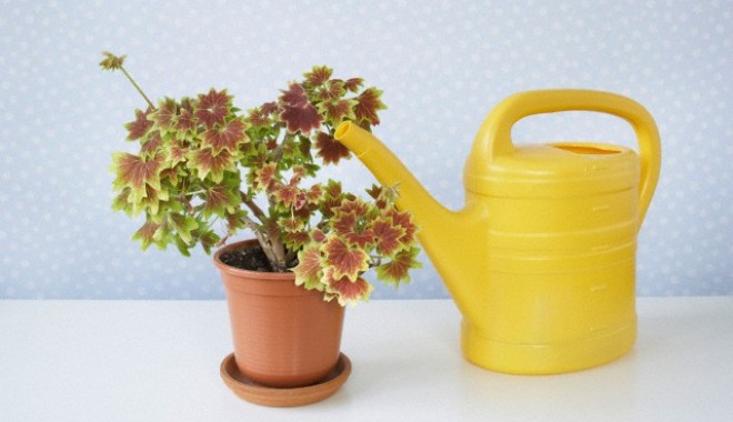 Sfaturi pentru udarea plantelor când pleci  în concediu - udareplanteghiveci-1358375463.jpg