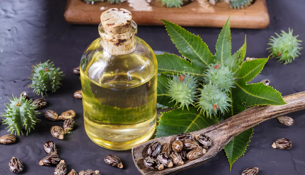 Uleiul de ricin, secretul vostru pentru hidratare, regenerare și vitalitate - uleiul-de-ricin-1774356128.webp