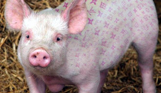 Ultima zi pentru depunerea cererilor de plată de către crescătorii de porci - ultimazicrescatoriporci-1424005945.jpg
