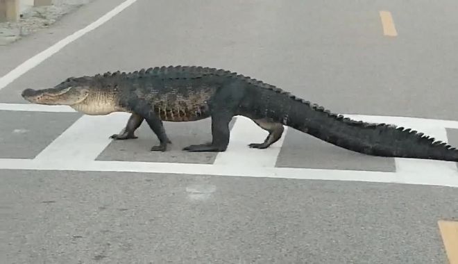 Aligator filmat în timp ce traversa o stradă în Florida - unaligator-1628082666.jpg