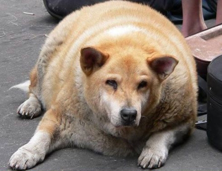 Ce faci dacă ai un câine obez? - uncaineobez78d4b47708eb51-1329835635.jpg