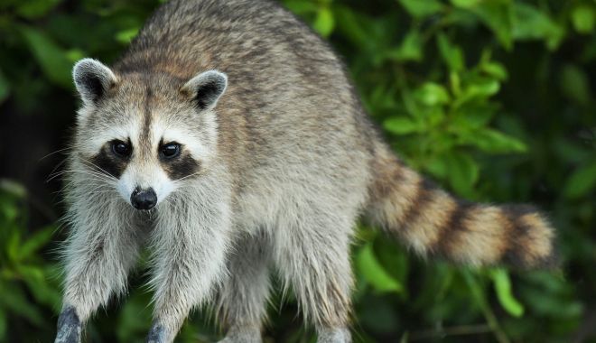 Un constănţean a sunat la Poliţia Animalelor pentru că îi intrase un raton în casă - unconstantean-1636054161.jpg