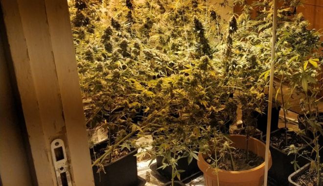 Un constănțean creștea cannabis în apartament. DIICOT a intrat pe fir - unconstanteancrestea-1547744837.jpg
