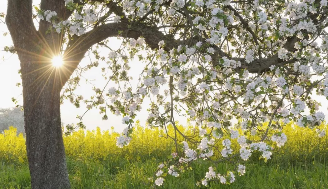 Vreme frumoasă de Florii la Constanța - undevorfi21degradedefloriisipast-1775371543.webp