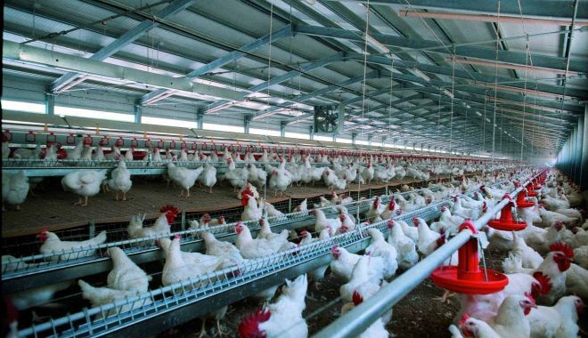 Uniunea Crescătorilor de Păsări aduce clarificări privind investigaţia Consiliului Concurenţei - uniuneacrescatorilordepasari-1620669202.jpg