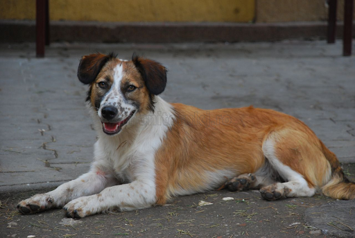 Câinii fără stăpân vor fi, în continuare, sterilizaţi - unnamed-1630594588.jpg