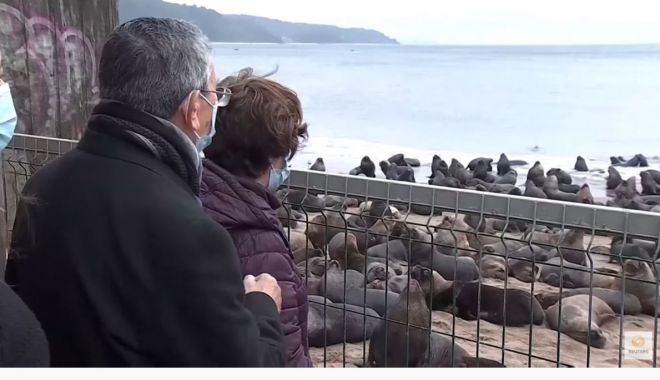 Un oraş din Chile a fost invadat de lei de mare - unoras2-1624645766.jpg