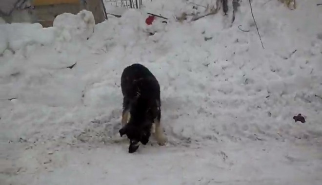 TRAGEDIE. Peste 200 sute de câini îngropați de vii la Lehliu  (VIDEO) - untitled-1328702339.jpg