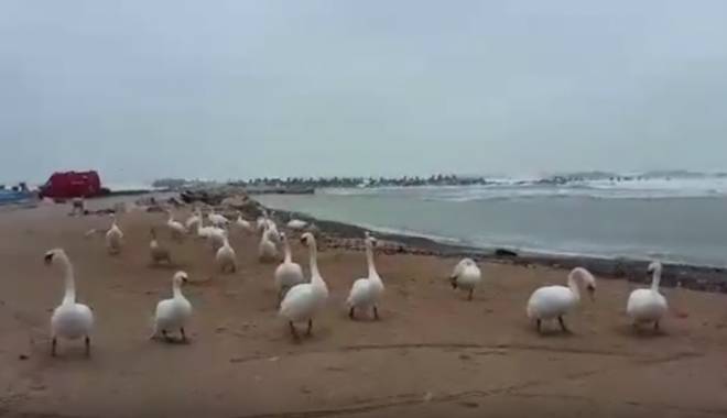 Video. Plaja din Eforie, plină de lebede! - untitled-1444815421.jpg