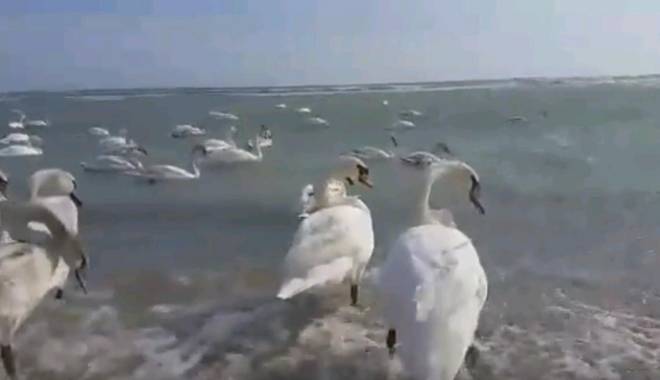 VIDEO. Cum se distrează lebedele, pe plaja din Eforie Sud - untitled-1455104137.jpg