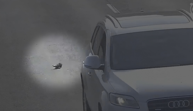 Video. A AVUT ZILE! Ajunge în mijlocul autostrăzii, iar peste el trec câteva mașini... - untitled-1474269826.jpg