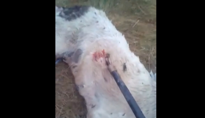 VIDEO ȘOCANT! 