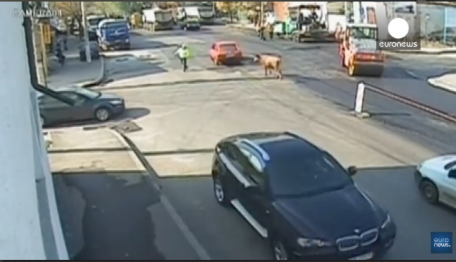 VIDEO. De-a râsu' plânsu' / Polițist atacat în intersecție de ...un taur - untitled-1516355689.jpg