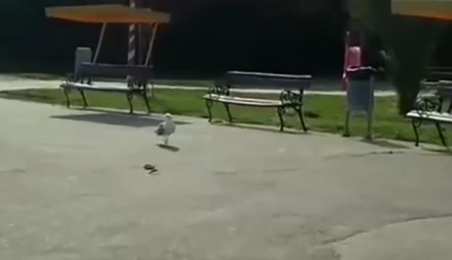 VIDEO. PANICĂ ÎN PARCUL TĂBĂCĂRIE, DUPĂ CE UN ȘARPE A APĂRUT PE UNA DINTRE ALEI - untitled-1526369773.jpg