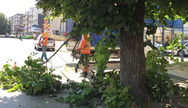 Continuă toaletarea arborilor care încurcă vizibilitatea semnelor de circulație - untitled-1559818186.jpg