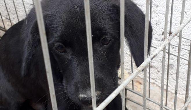 Vrei să adopți un câine? Iată ce poți face - untitled-1569578224.jpg