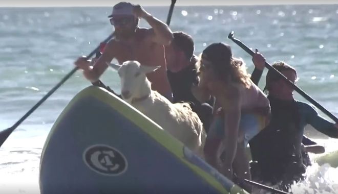 Reuters / VIDEO: Surfing cu capre, pe o plajă din California - untitled-1616512044.jpg