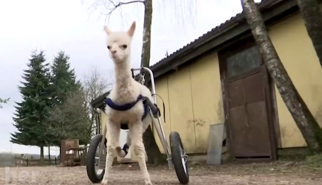 Reuters: Un pui de alpaca orfan şi născut cu handicap a învățat să meargă pe un ham cu roţi - untitled-1617950686.jpg