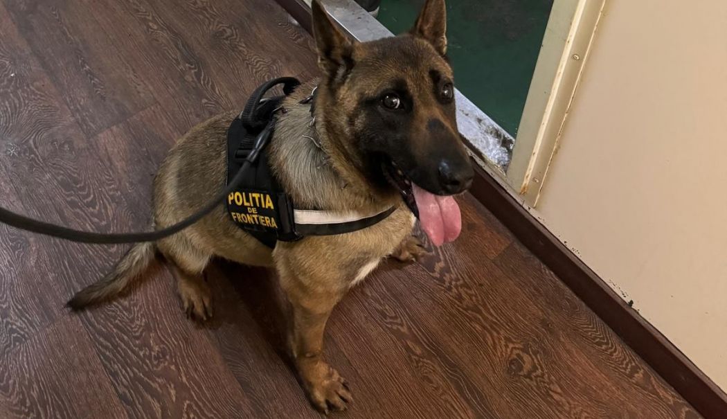 Țigări ascunse și nedeclarate, descoperite de polițiștii de frontieră în portul Constanța