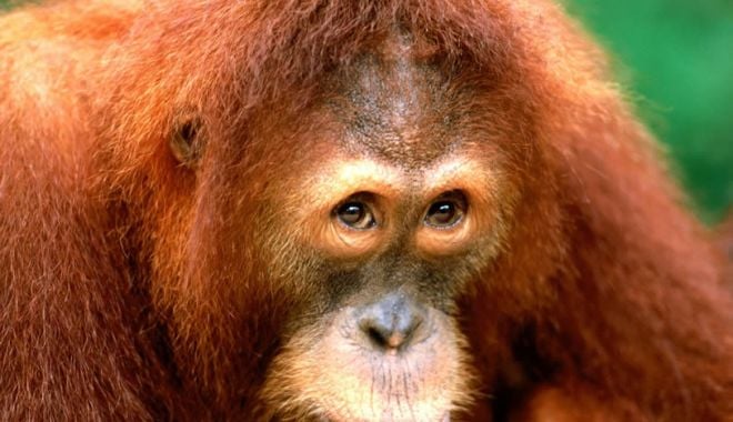 Aproximativ 30 de urangutani din Borneo, testați pentru coronavirus. Care este MOTIVUL - urangutan-1631535559.jpg