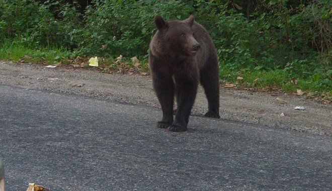 O femeie, atacată de urs, la câteva ore după ce un bărbat a fost ucis - urs-1347718822.jpg