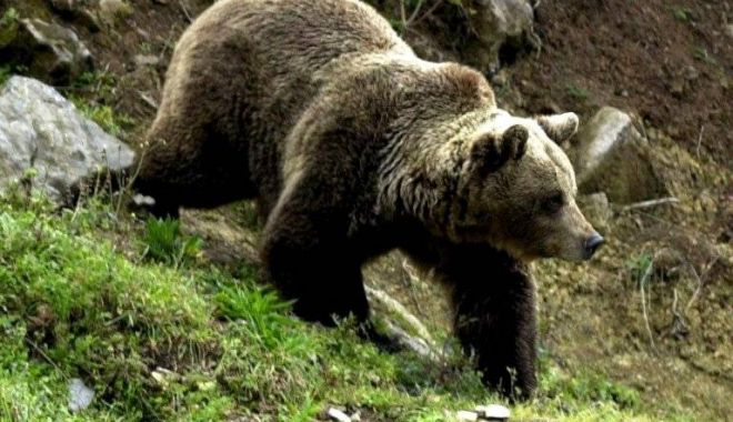 Tânăr în stare gravă, după ce a fost atacat de un urs - urs-1517951568.jpg