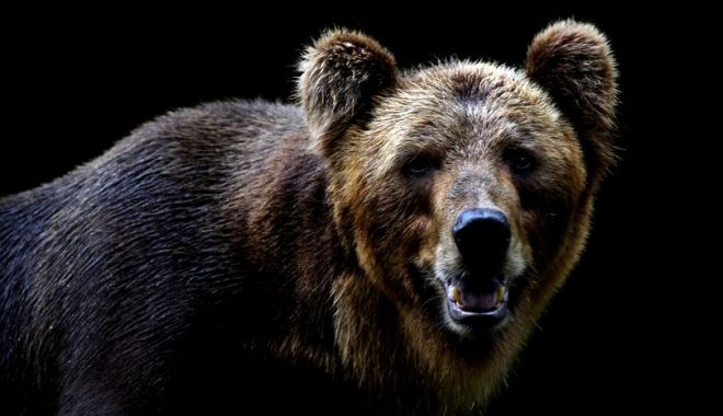Incident grav la o pensiune: Un urs i-a smuls mâna unei femei și a mâncat-o - urs-1545810372.jpg