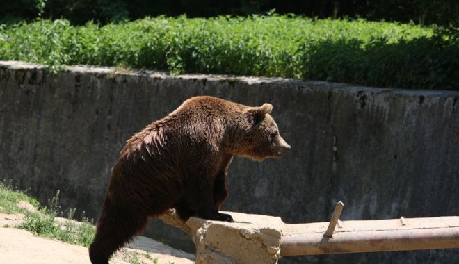 ​Mesaj Ro-Alert pentru locuitori, în Brașov: Urs semnalat pe o stradă din oraș - urs-1570382352.jpg