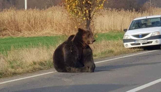 Dosar penal în cazul ursului lăsat să agonizeze 18 ore pe drum - urs-1574014685.jpg