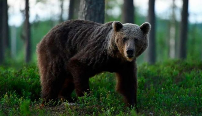 Bărbat de 61 de ani, rănit de urs în Harghita - urs-1616248759.jpg