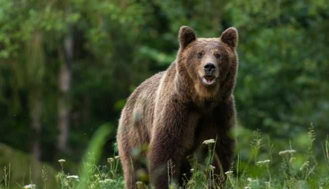 Bărbat atacat de urs în timpul unei partide ce vânătoare - urs-1634473211.jpg