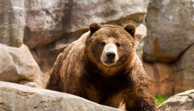 Guvernul dă liber la împușcat urșii! Cine va lua decizia privind eliminarea animalelor - urs-1639580345.jpg