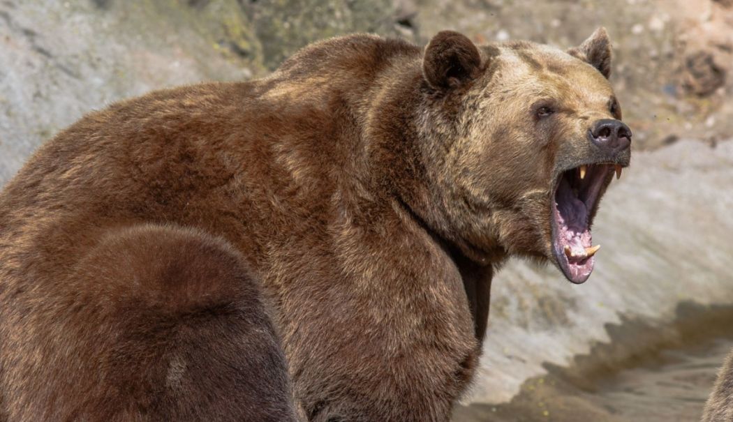 Șeful unui ocol silvic a fost sfâșiat de un urs. Animalul i-a terorizat pe localnici - urs-1749972019.jpg
