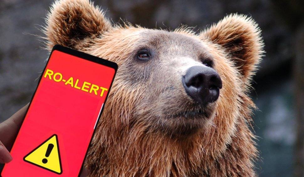 Urșii au invadat centrul unui oraș. Animale văzute la gară, Ro-Alert emis de mai multe ori - urs-1777963685.webp