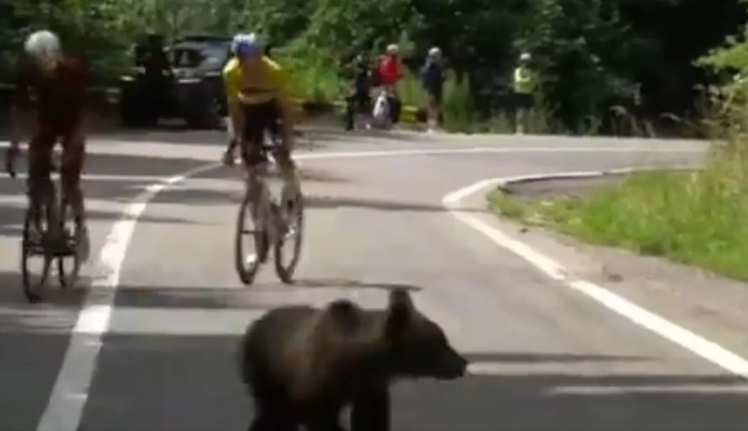 Un pui de urs le-a tăiat calea cicliștilor în Turul Sibiului. Presa franceză a relatat incidentul - urs-1783514068.webp