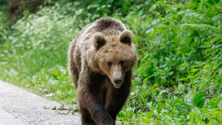 Alertă după apariția unui urs. A fost emis mesaj RO-Alert pentru populație - urs-baia-mare-1783850485.webp