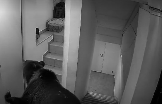 Foto - Final pentru ursul care a provocat panică într-un hotel. Animalul a fost împușcat