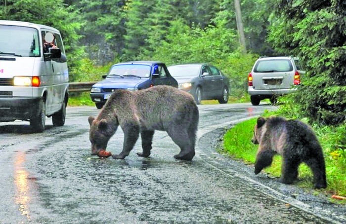 Opriți pe Transfăgărășan să hrăniți urșii? Riscați să fiți amendați de două ori - urs3-1725368381.jpg