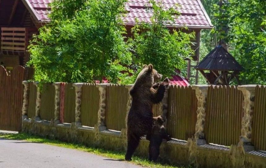 Ministrul Mediului propune împușcarea urșilor care pun în pericol viața oamenilor - urscovasna-1743420704.jpg