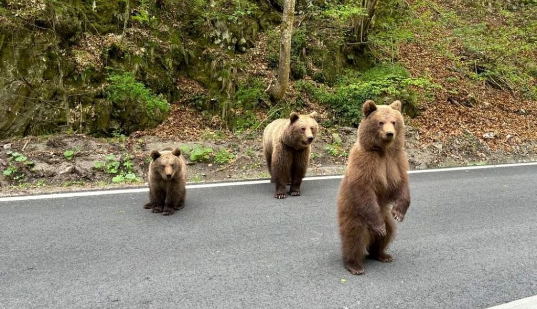 Urșii de pe Transfăgărășan noua momeală a agențiilor de turism pentru turiștii străini